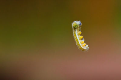 Caterpillar floating on a silky string