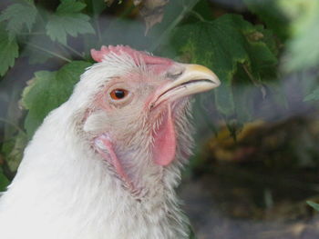 Close-up of a bird