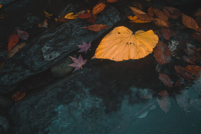 High angle view of maple leaf on rock