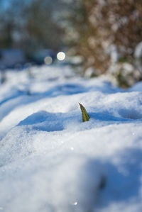 Close-up of snow on rock