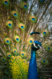 peacock