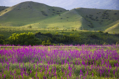 View of flowering plants on field