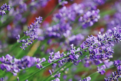 Close-up of purple flowering plants