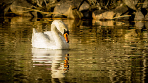 Swan floating on lake