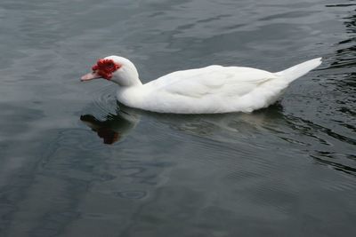 Swan swimming on lake