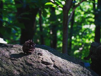 Squirrel on tree trunk in forest