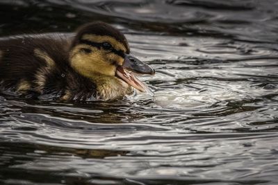 View of a duck swimming in lake