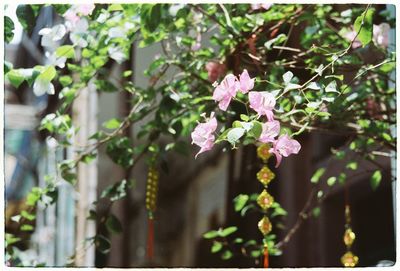 Close-up of pink flowers blooming on tree