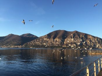 Seagulls flying over mountains against blue sky