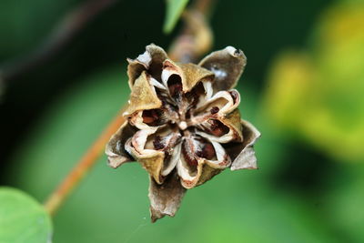 Close-up of wilted flower