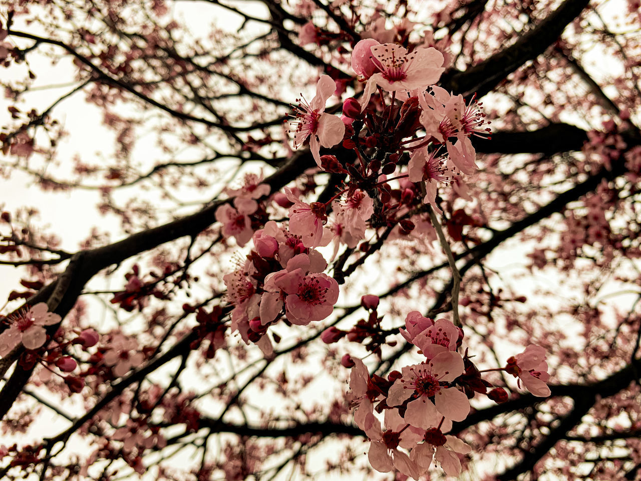 CLOSE-UP OF CHERRY BLOSSOMS IN SPRING