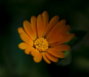 Close-up of orange flower