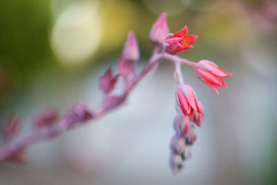 Close-up of pink flower blooming outdoors