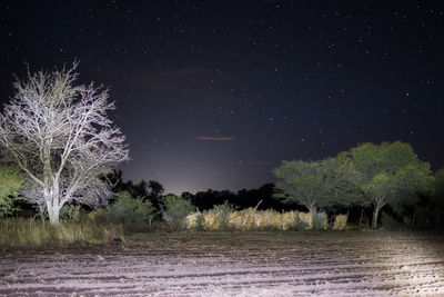 Trees on field against sky at night