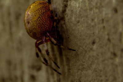 Close-up of insect