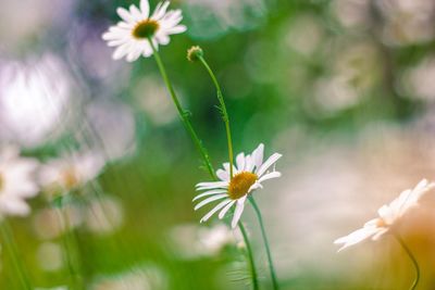 Close-up of white daisy flowers