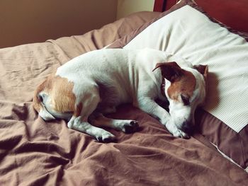 Dog sleeping on bed at home