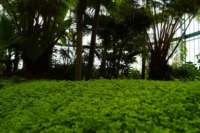 Scenic view of palm trees on field