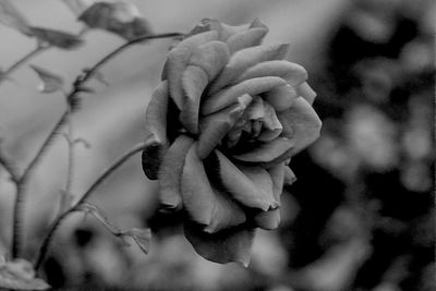 Close-up of rose blooming