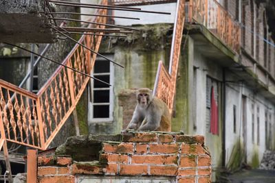 Low angle view of monkey sitting on building