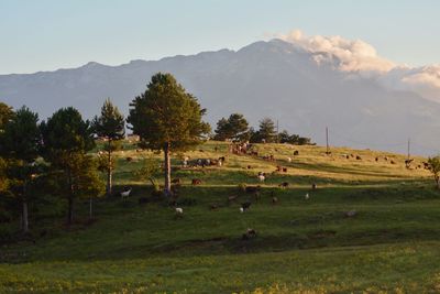 Scenic view of agricultural field against sky