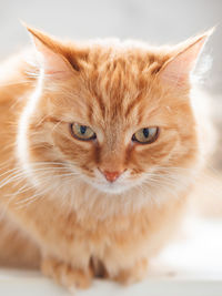 Cloportrait of cute ginger cat. fluffy pet is staring with attention. displeased domestic kitty.