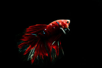 Close-up of fish swimming in sea