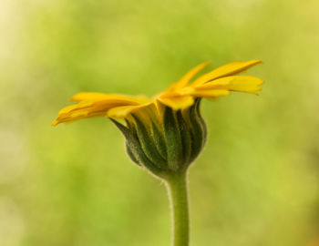 Close-up of yellow flower