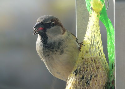 Close-up of bird perching on a feeder