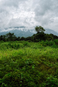 Scenic view of landscape against sky