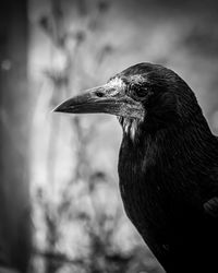 Close-up of a bird