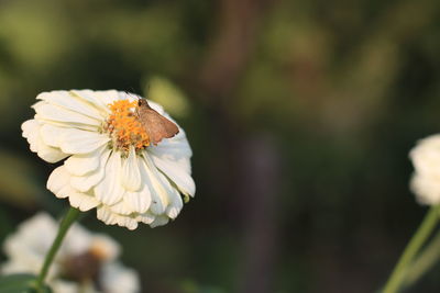 Close-up of butterfly pollinating on flower