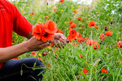 Midsection of man picking red poppy flowers blooming on field