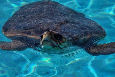 Close-up of turtle swimming in sea