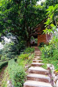 Footpath amidst plants in garden