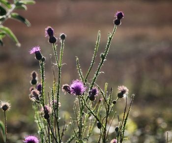 Close-up of purple flowering plants on field