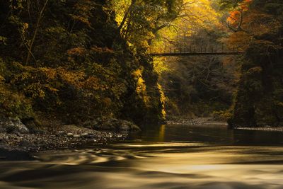 The setting sun made the trees and the river glow with gold.