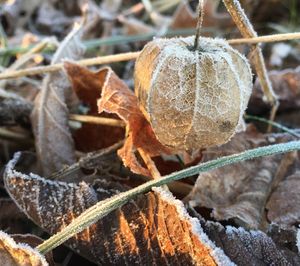 Close-up of fresh plants in winter