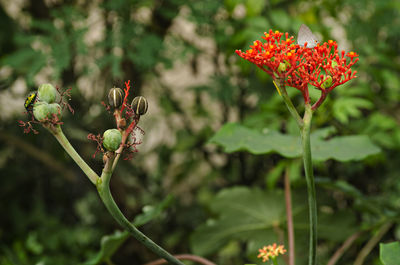 Close-up of red flowers blooming outdoors