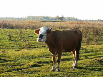 Horse standing in field