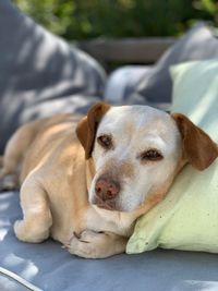 Close-up of dog resting on pillow