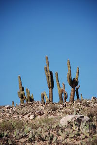 Cactus plant on land against clear blue sky