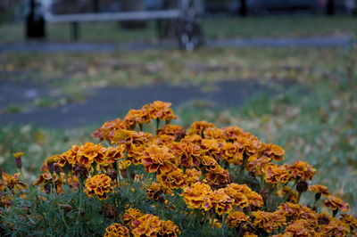 Close-up of wilted flower on field