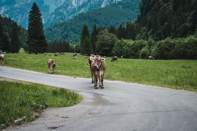 View of cows walking on road