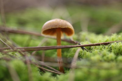 Close-up of mushroom growing on field