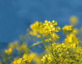 Close-up of oilseed rape blooming against sky