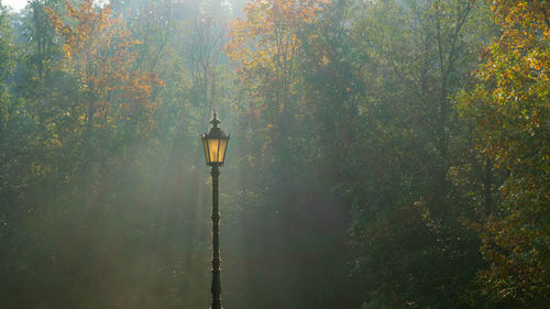 Street light and trees in forest during autumn