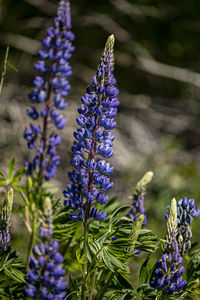 Close-up of purple flowering plants on field