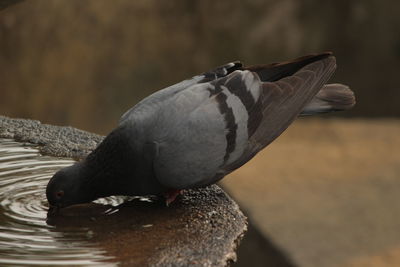 Close-up of pigeon drinking water from birdbath