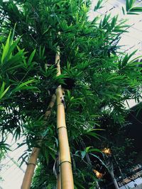 Low angle view of bamboo tree